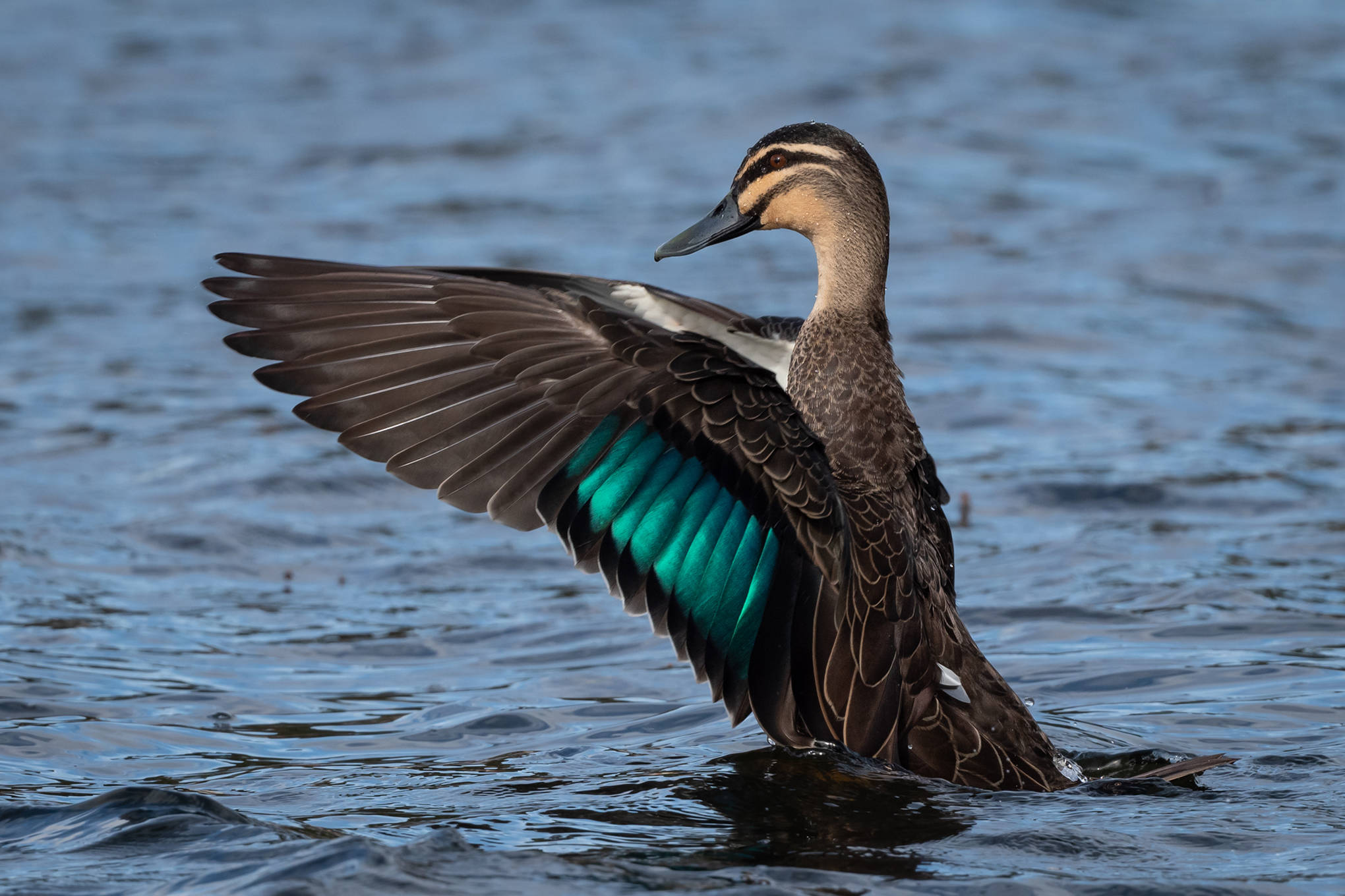 Pacific Black Duck. Photo: Helen Cunningham.