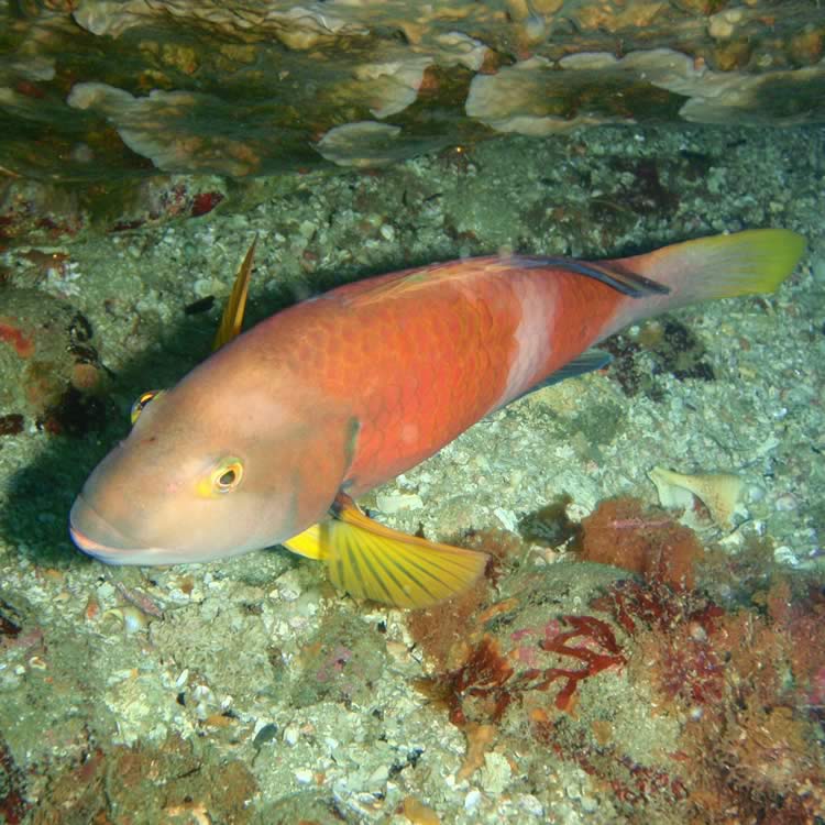 Blue-throated wrasse