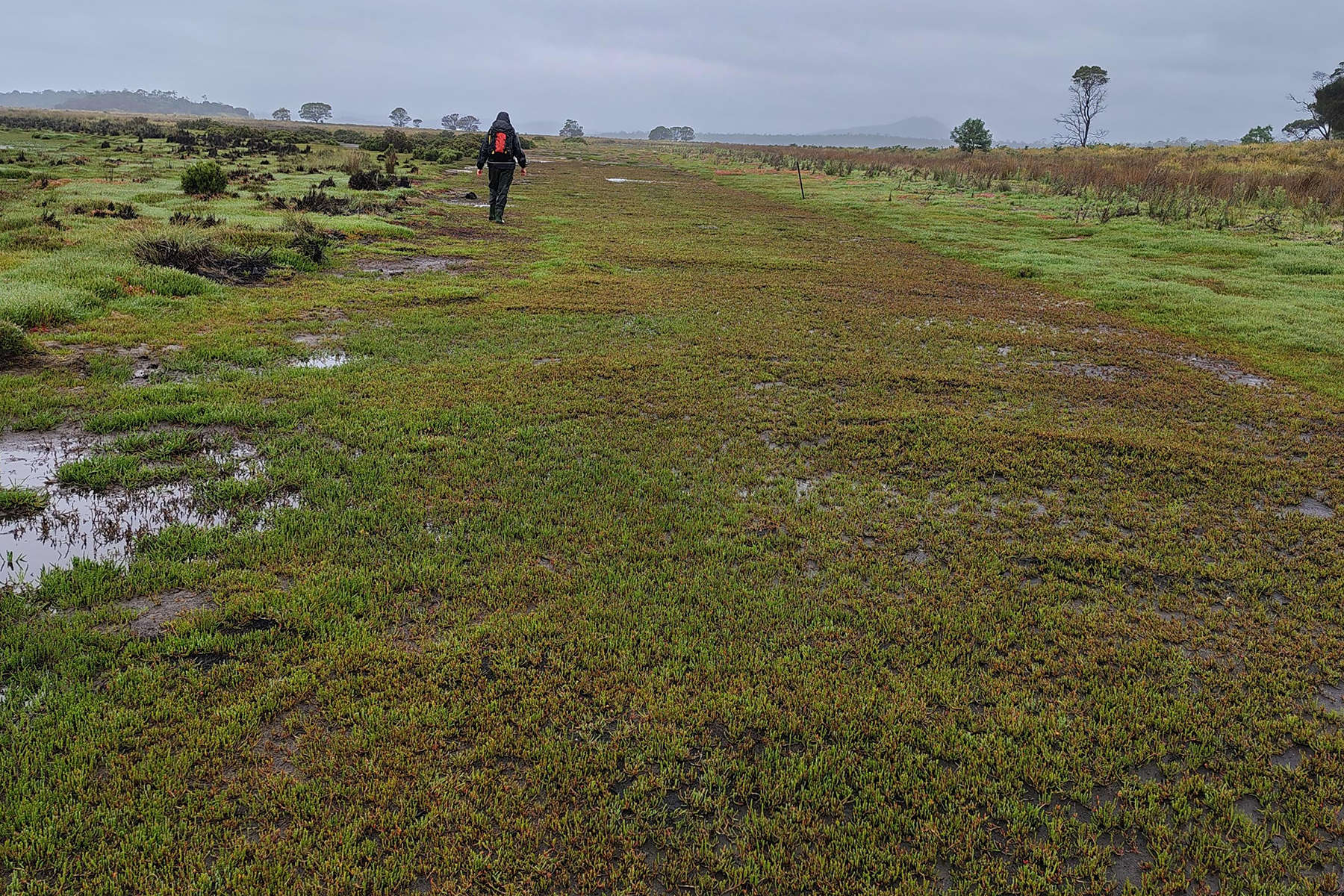 East Coast saltmarsh, 18 months post-scraping Photo: Nature Glenelg Trust.