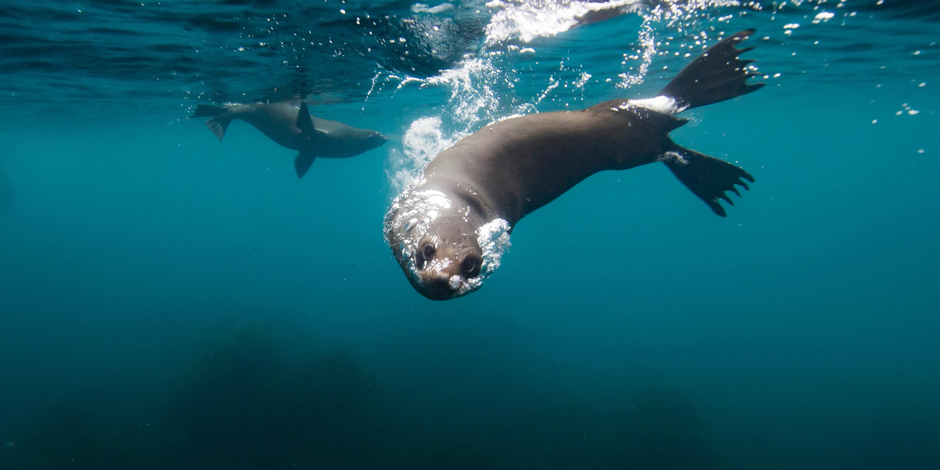 Derwent Estuary Program | A partnership between state and local ...